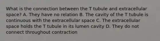 What is the connection between the T tubule and extracellular space? A. They have no relation B. The cavity of the T tubule is continuous with the extracellular space C. The extracellular space holds the T tubule in its lumen cavity D. They do not connect throughout contraction