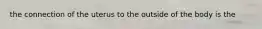 the connection of the uterus to the outside of the body is the
