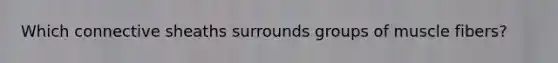 Which connective sheaths surrounds groups of muscle fibers?
