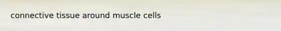 connective tissue around muscle cells