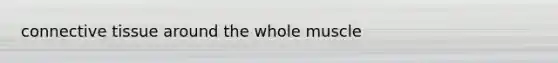 <a href='https://www.questionai.com/knowledge/kYDr0DHyc8-connective-tissue' class='anchor-knowledge'>connective tissue</a> around the whole muscle