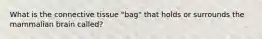 What is the connective tissue "bag" that holds or surrounds the mammalian brain called?