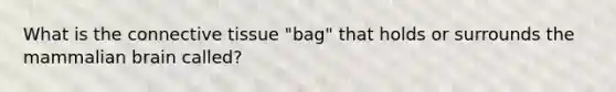 What is the connective tissue "bag" that holds or surrounds the mammalian brain called?