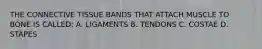 THE CONNECTIVE TISSUE BANDS THAT ATTACH MUSCLE TO BONE IS CALLED: A. LIGAMENTS B. TENDONS C. COSTAE D. STAPES