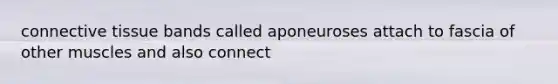 connective tissue bands called aponeuroses attach to fascia of other muscles and also connect