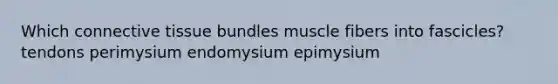 Which connective tissue bundles muscle fibers into fascicles? tendons perimysium endomysium epimysium