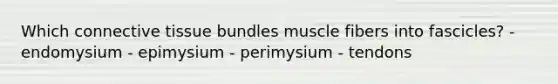 Which connective tissue bundles muscle fibers into fascicles? - endomysium - epimysium - perimysium - tendons