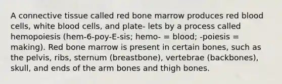 A connective tissue called red bone marrow produces red blood cells, white blood cells, and plate- lets by a process called hemopoiesis (hem-6-poy-E-sis; hemo- = blood; -poiesis = making). Red bone marrow is present in certain bones, such as the pelvis, ribs, sternum (breastbone), vertebrae (backbones), skull, and ends of the arm bones and thigh bones.