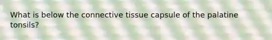 What is below the connective tissue capsule of the palatine tonsils?