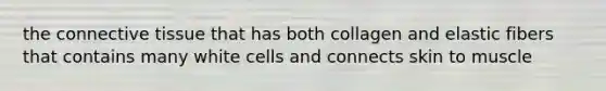 the connective tissue that has both collagen and elastic fibers that contains many white cells and connects skin to muscle