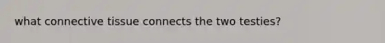 what <a href='https://www.questionai.com/knowledge/kYDr0DHyc8-connective-tissue' class='anchor-knowledge'>connective tissue</a> connects the two testies?