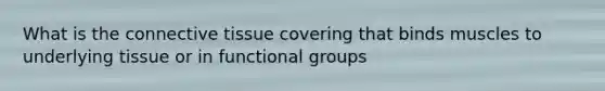 What is the connective tissue covering that binds muscles to underlying tissue or in functional groups