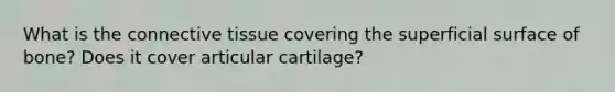 What is the connective tissue covering the superficial surface of bone? Does it cover articular cartilage?