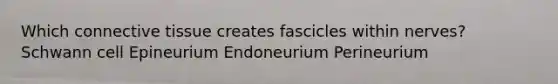 Which connective tissue creates fascicles within nerves? Schwann cell Epineurium Endoneurium Perineurium