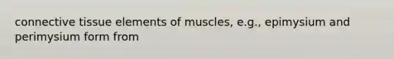 connective tissue elements of muscles, e.g., epimysium and perimysium form from