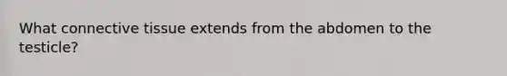 What <a href='https://www.questionai.com/knowledge/kYDr0DHyc8-connective-tissue' class='anchor-knowledge'>connective tissue</a> extends from the abdomen to the testicle?