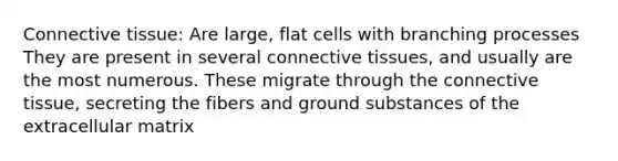 Connective tissue: Are large, flat cells with branching processes They are present in several connective tissues, and usually are the most numerous. These migrate through the connective tissue, secreting the fibers and ground substances of the extracellular matrix