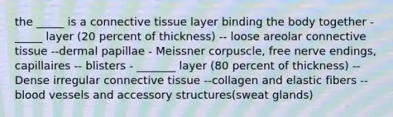 the _____ is a connective tissue layer binding the body together - _____ layer (20 percent of thickness) -- loose areolar connective tissue --dermal papillae - Meissner corpuscle, free nerve endings, capillaires -- blisters - _______ layer (80 percent of thickness) --Dense irregular connective tissue --collagen and elastic fibers --blood vessels and accessory structures(sweat glands)