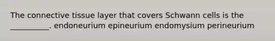 The <a href='https://www.questionai.com/knowledge/kYDr0DHyc8-connective-tissue' class='anchor-knowledge'>connective tissue</a> layer that covers Schwann cells is the __________. endoneurium epineurium endomysium perineurium