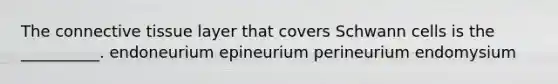 The connective tissue layer that covers Schwann cells is the __________. endoneurium epineurium perineurium endomysium