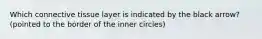 Which connective tissue layer is indicated by the black arrow? (pointed to the border of the inner circles)