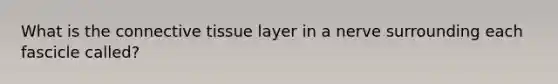 What is the connective tissue layer in a nerve surrounding each fascicle called?