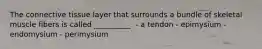 The connective tissue layer that surrounds a bundle of skeletal muscle fibers is called __________. - a tendon - epimysium - endomysium - perimysium