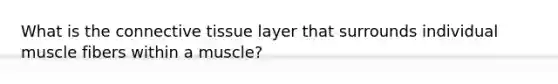 What is the connective tissue layer that surrounds individual muscle fibers within a muscle?