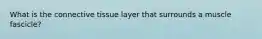 What is the connective tissue layer that surrounds a muscle fascicle?