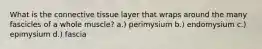 What is the connective tissue layer that wraps around the many fascicles of a whole muscle? a.) perimysium b.) endomysium c.) epimysium d.) fascia