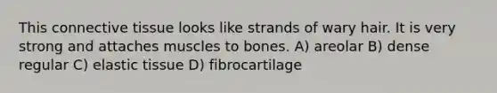 This connective tissue looks like strands of wary hair. It is very strong and attaches muscles to bones. A) areolar B) dense regular C) elastic tissue D) fibrocartilage