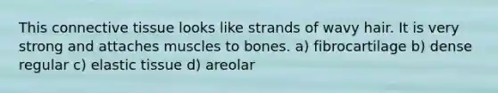 This connective tissue looks like strands of wavy hair. It is very strong and attaches muscles to bones. a) fibrocartilage b) dense regular c) elastic tissue d) areolar