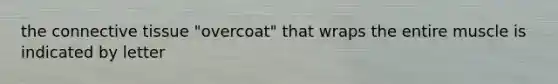 the connective tissue "overcoat" that wraps the entire muscle is indicated by letter