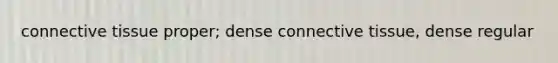 connective tissue proper; dense connective tissue, dense regular