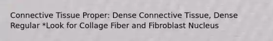 Connective Tissue Proper: Dense Connective Tissue, Dense Regular *Look for Collage Fiber and Fibroblast Nucleus