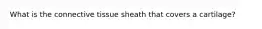 What is the connective tissue sheath that covers a cartilage?