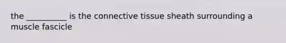 the __________ is the connective tissue sheath surrounding a muscle fascicle