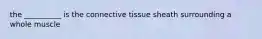 the __________ is the connective tissue sheath surrounding a whole muscle