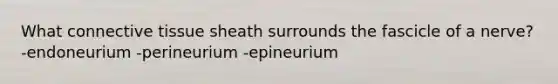 What connective tissue sheath surrounds the fascicle of a nerve? -endoneurium -perineurium -epineurium