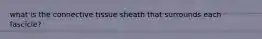 what is the connective tissue sheath that surrounds each fascicle?