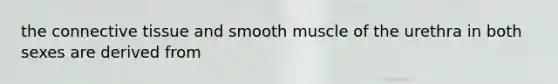 the <a href='https://www.questionai.com/knowledge/kYDr0DHyc8-connective-tissue' class='anchor-knowledge'>connective tissue</a> and smooth muscle of the urethra in both sexes are derived from