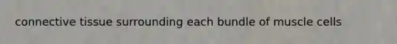 connective tissue surrounding each bundle of muscle cells