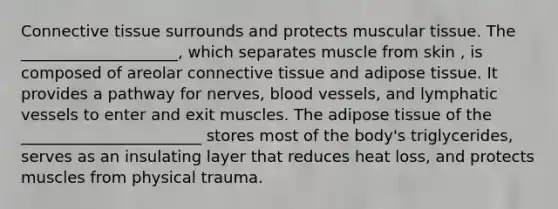 <a href='https://www.questionai.com/knowledge/kYDr0DHyc8-connective-tissue' class='anchor-knowledge'>connective tissue</a> surrounds and protects muscular tissue. The ____________________, which separates muscle from skin , is composed of areolar connective tissue and adipose tissue. It provides a pathway for nerves, <a href='https://www.questionai.com/knowledge/kZJ3mNKN7P-blood-vessels' class='anchor-knowledge'>blood vessels</a>, and <a href='https://www.questionai.com/knowledge/ki6sUebkzn-lymphatic-vessels' class='anchor-knowledge'>lymphatic vessels</a> to enter and exit muscles. The adipose tissue of the _______________________ stores most of the body's triglycerides, serves as an insulating layer that reduces heat loss, and protects muscles from physical trauma.