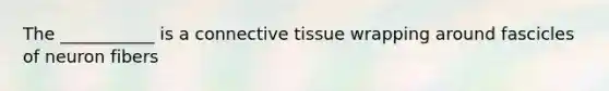 The ___________ is a connective tissue wrapping around fascicles of neuron fibers