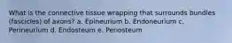 What is the connective tissue wrapping that surrounds bundles (fascicles) of axons? a. Epineurium b. Endoneurium c. Perineurium d. Endosteum e. Periosteum