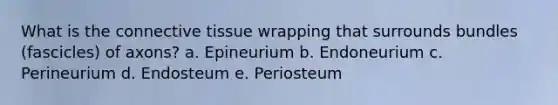 What is the connective tissue wrapping that surrounds bundles (fascicles) of axons? a. Epineurium b. Endoneurium c. Perineurium d. Endosteum e. Periosteum