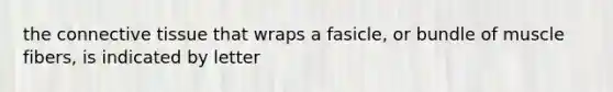 the connective tissue that wraps a fasicle, or bundle of muscle fibers, is indicated by letter