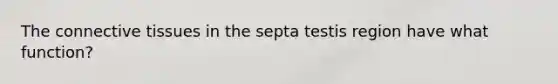 The connective tissues in the septa testis region have what function?