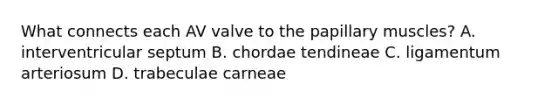What connects each AV valve to the papillary muscles? A. interventricular septum B. chordae tendineae C. ligamentum arteriosum D. trabeculae carneae