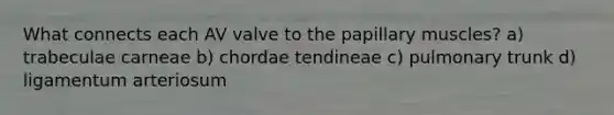 What connects each AV valve to the papillary muscles? a) trabeculae carneae b) chordae tendineae c) pulmonary trunk d) ligamentum arteriosum